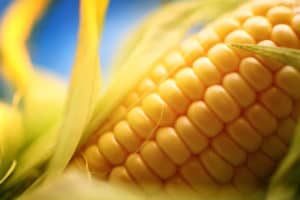 A close up of fresh corn