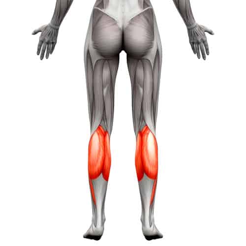 Illustration depicting the calves muscles worked in squats.