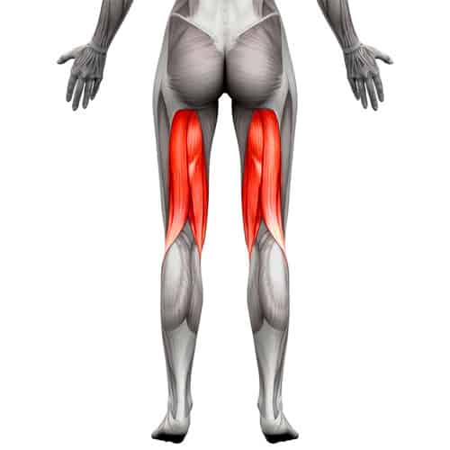 Illustration depicting the hamstrings muscles worked in squats.