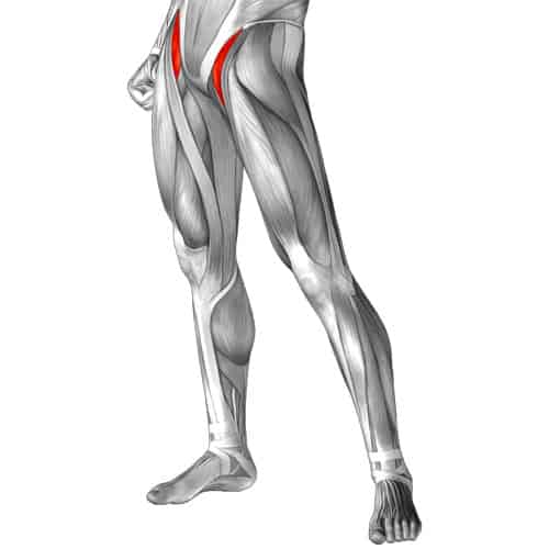 Illustration depicting the hip flexors muscles worked in squats.