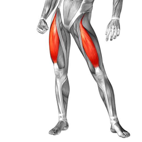 Illustration depicting the quadriceps muscles worked in squats.