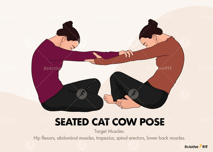 Two persons performing Seated Cat Cow Yoga Pose. Target Muscles also indicated.