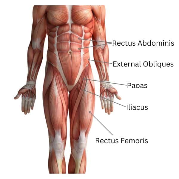 Anatomy picture showing the muscles worked in In and Out Exercise